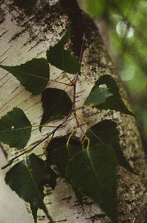 B. populifolia (Leaves and bark)