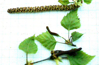 B. populifolia (Leaves and fruit)