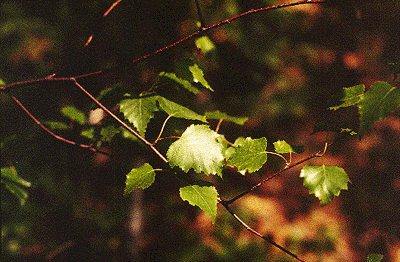 B. populifolia (Leaves)