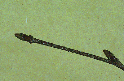 B. populifolia (Twig)