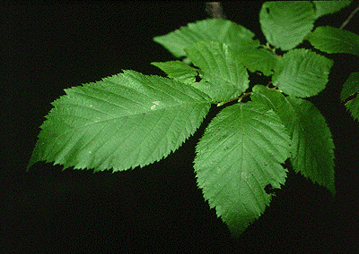 O. virginiana (Leaves)