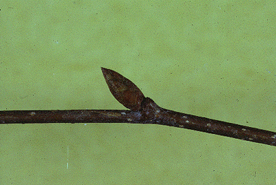 O. virginiana (Twig)