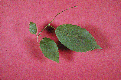C. caroliniana (Leaves)