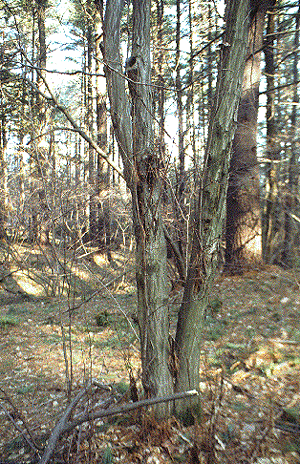 C. caroliniana (Old bark)