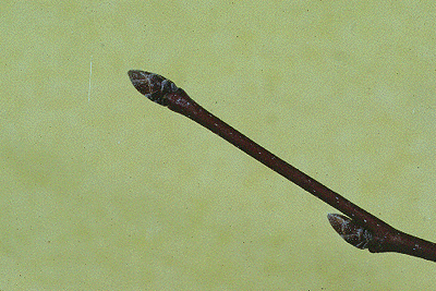 C. caroliniana (Twig)