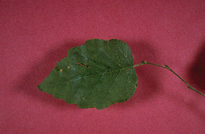 B. papyrifera (Leaf)