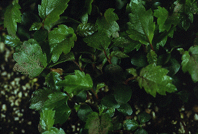 B. papyrifera (Seedlings)