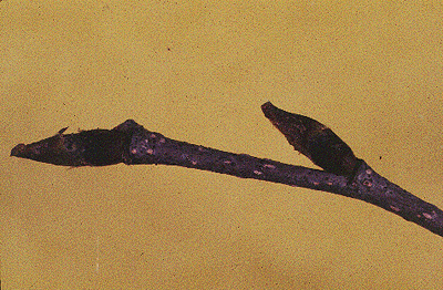 B. papyrifera (Twig)