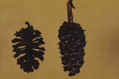 A. rugosa (Fruit)