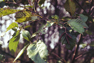 A. rugosa (Leaves and catkins)
