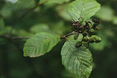 A. rugosa (Leaves and fruit)