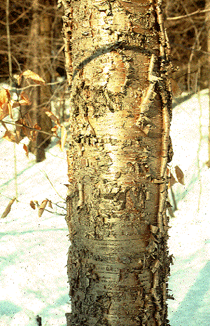B. alleghaniensis (Exfoliating Bark)