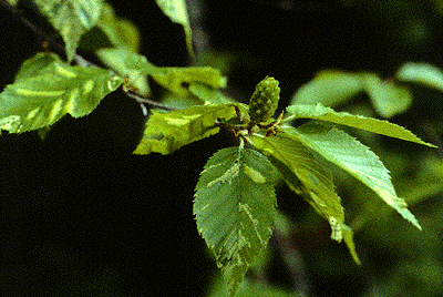 B. alleghaniensis (Fruit)