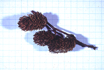 B. alleghaniensis (Fruit)