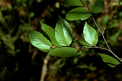 B. alleghaniensis (Leaves)