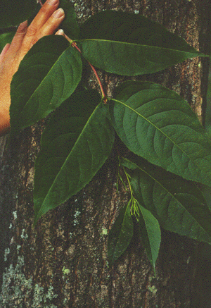 D. lonicera (Leaves)