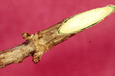 S. canadensis (Twig)