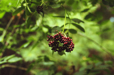 S. canadensis (Fruit)
