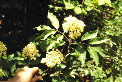 S. canadensis (Leaves and flowers)