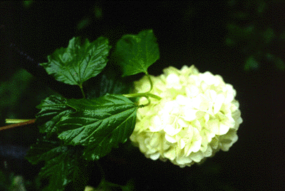 V. trilobum (Flowers)