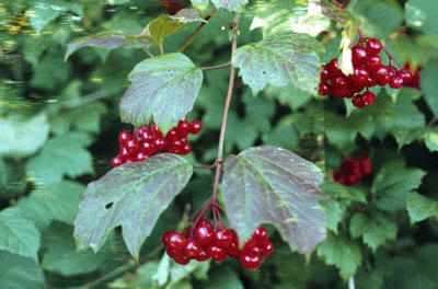 V. trilobum (Fruit)