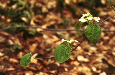 V. alnifolium (Flowers)