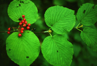 V. alnifolium (Fruit)