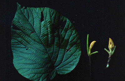 V. alnifolium (Leaf)