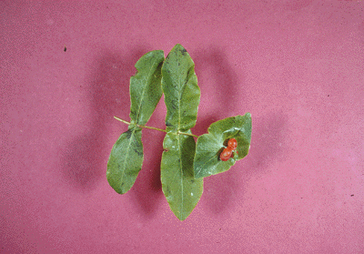 Lonicera sp. (Fruit)