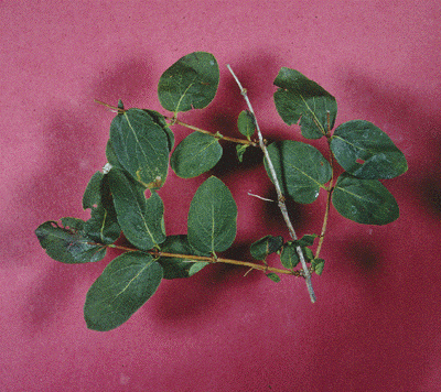 Lonicera sp. (Leaves)