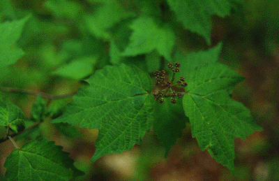 V. acerifolium (Leaves)