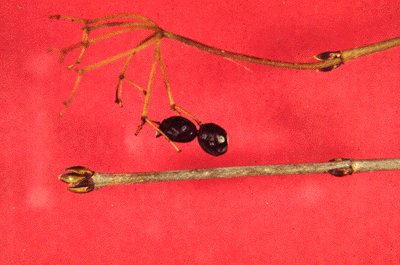 V. acerifolium (Old Fruit)