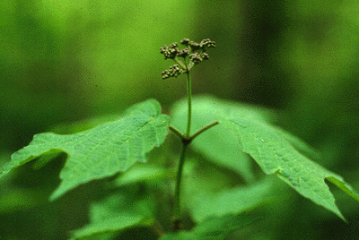 V. acerifolium (Young Fruit)