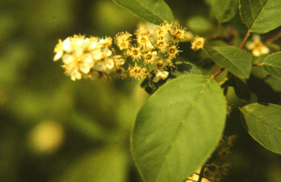 V. lentago (Flowers)