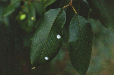 V. lentago (Leaves)