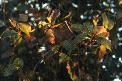 V. lentago (Old fruit)