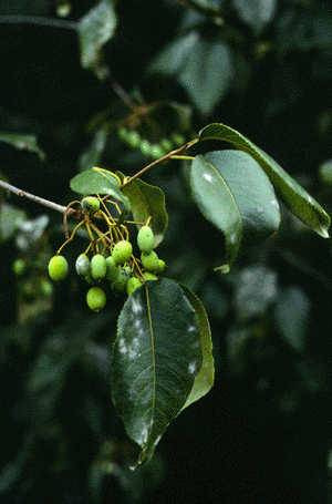 V. lentago (Young fruit)