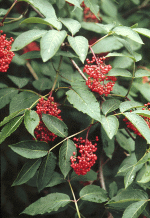 S. pubens (Fruit)