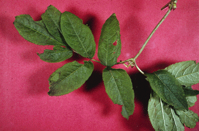 S. pubens (Leaves)