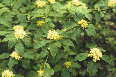 C. alternifolia (Flowers)