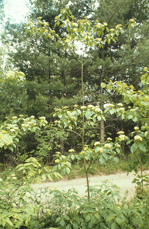 C. alternifolia (Form)