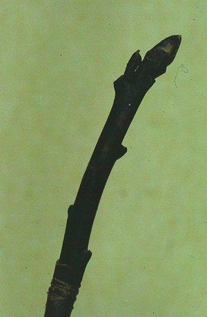 C. alternifolia (Twig)