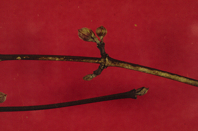 C. florida (Twig)