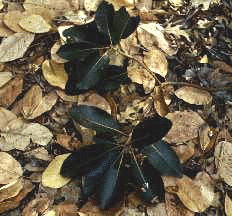 A. menziesii (Leaves)