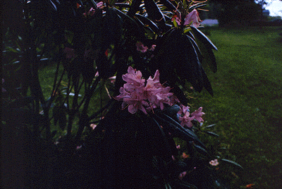 R. maximum (Flowers)