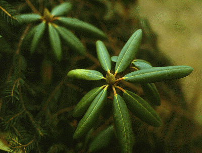 R. maximum (Leaves and Bud)