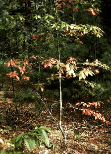 O. arboreum (Form)
