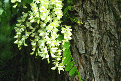 R. pseudoacacia (Flowers)
