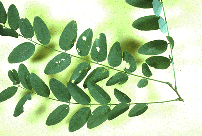 R. pseudoacacia (Leaves)