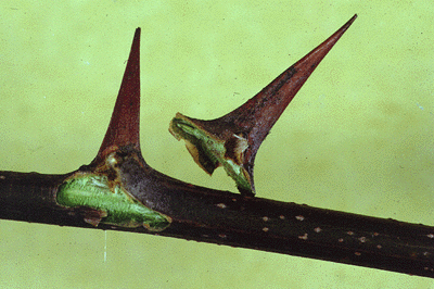 R. pseudoacacia (Twig)